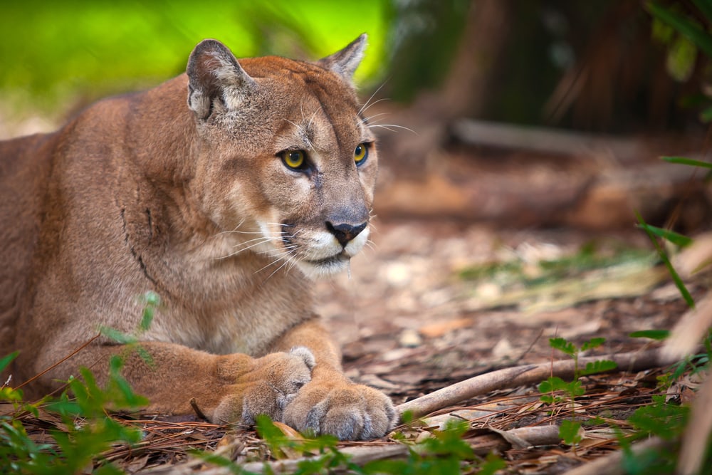 an endangered Florida Panther watching a pray