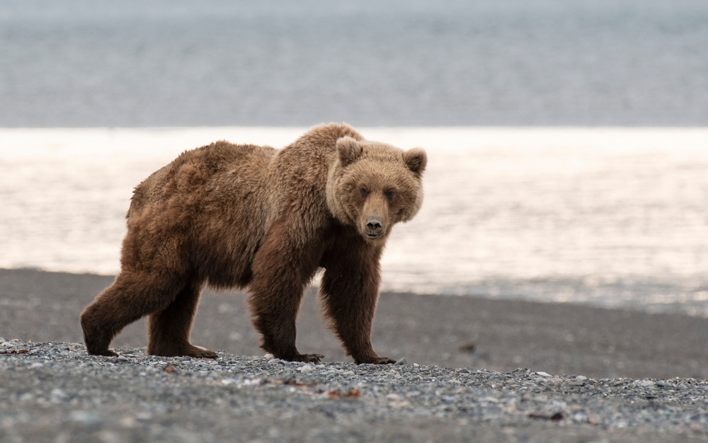 a grizzly bear or Ursus arctos horribilis patrolling a river bank