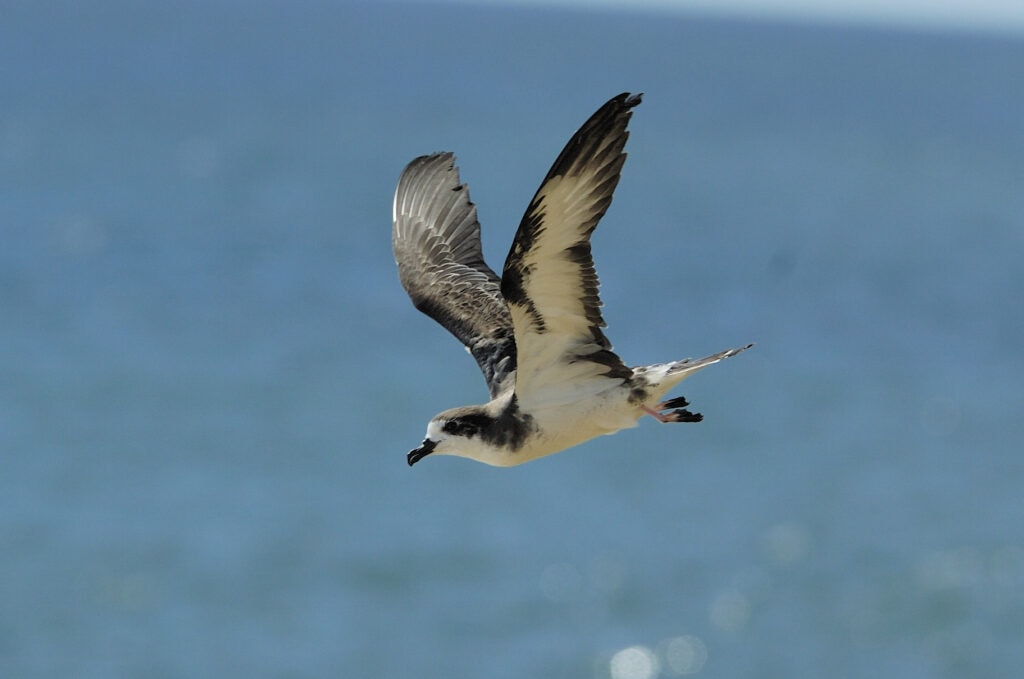image of an endangered Hawaiian petrel in flight