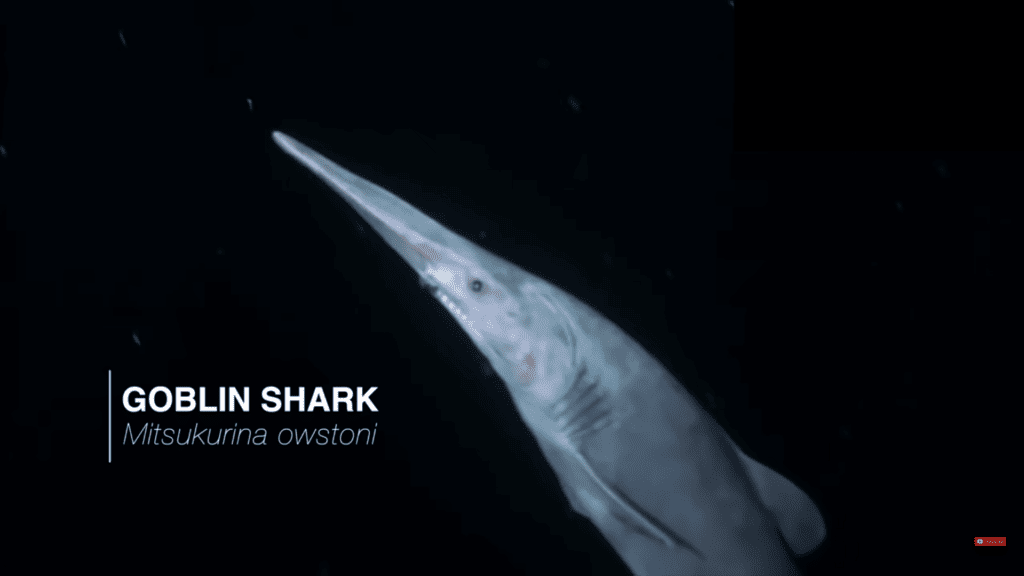 shot of the goblin shark from deep sea