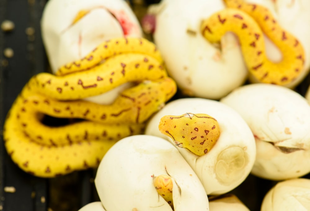image of a newly hatched green tree python