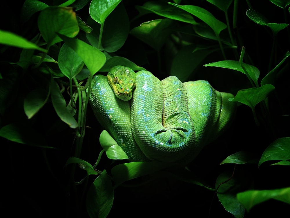 a green tree python coiled behind the leaves