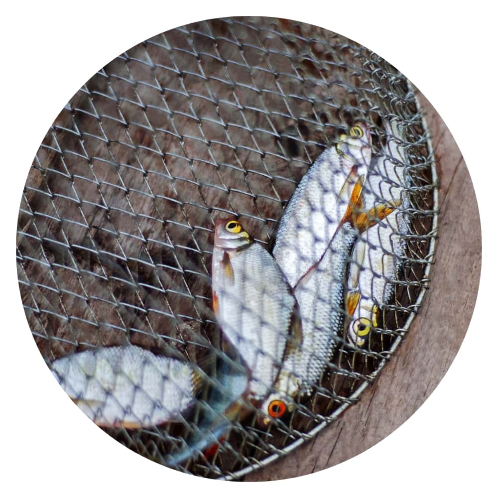 dead fish under a net