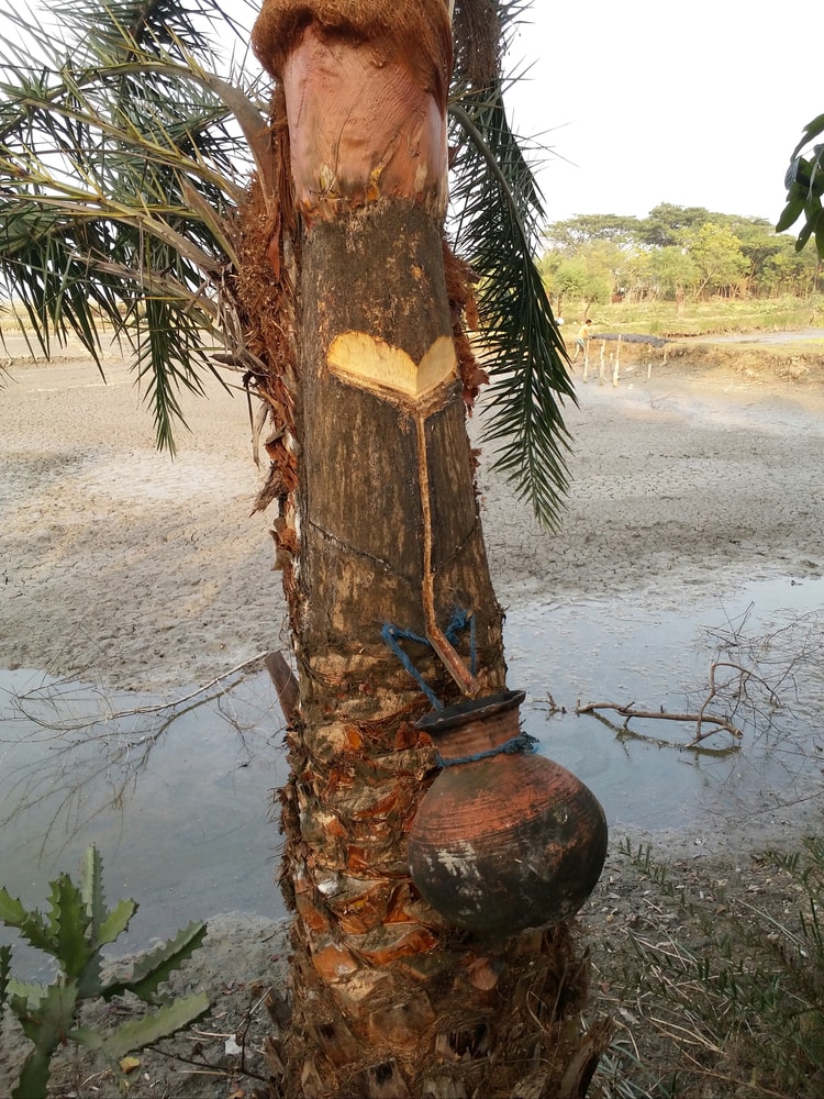 Pygmy date palm used to extract wine