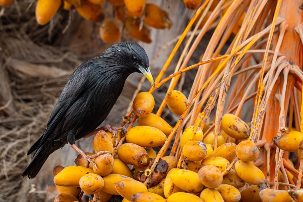 Pygmy Date Palm seeds picked by a bird
