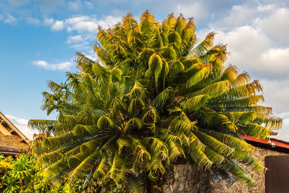 Pygmy Date Palm growing in the garden of a house