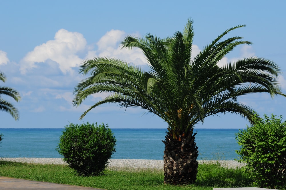 Pygmy date palm with a bush beside the beach