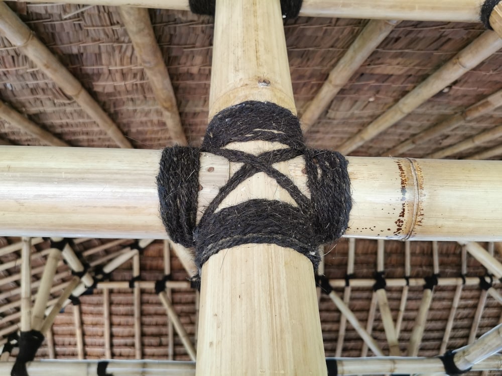 Pygmy date palm ropes used to tie bamboos