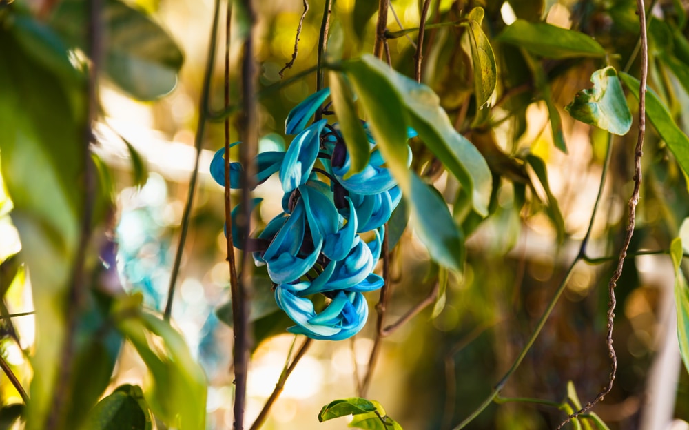 image of a Jade Vine flower