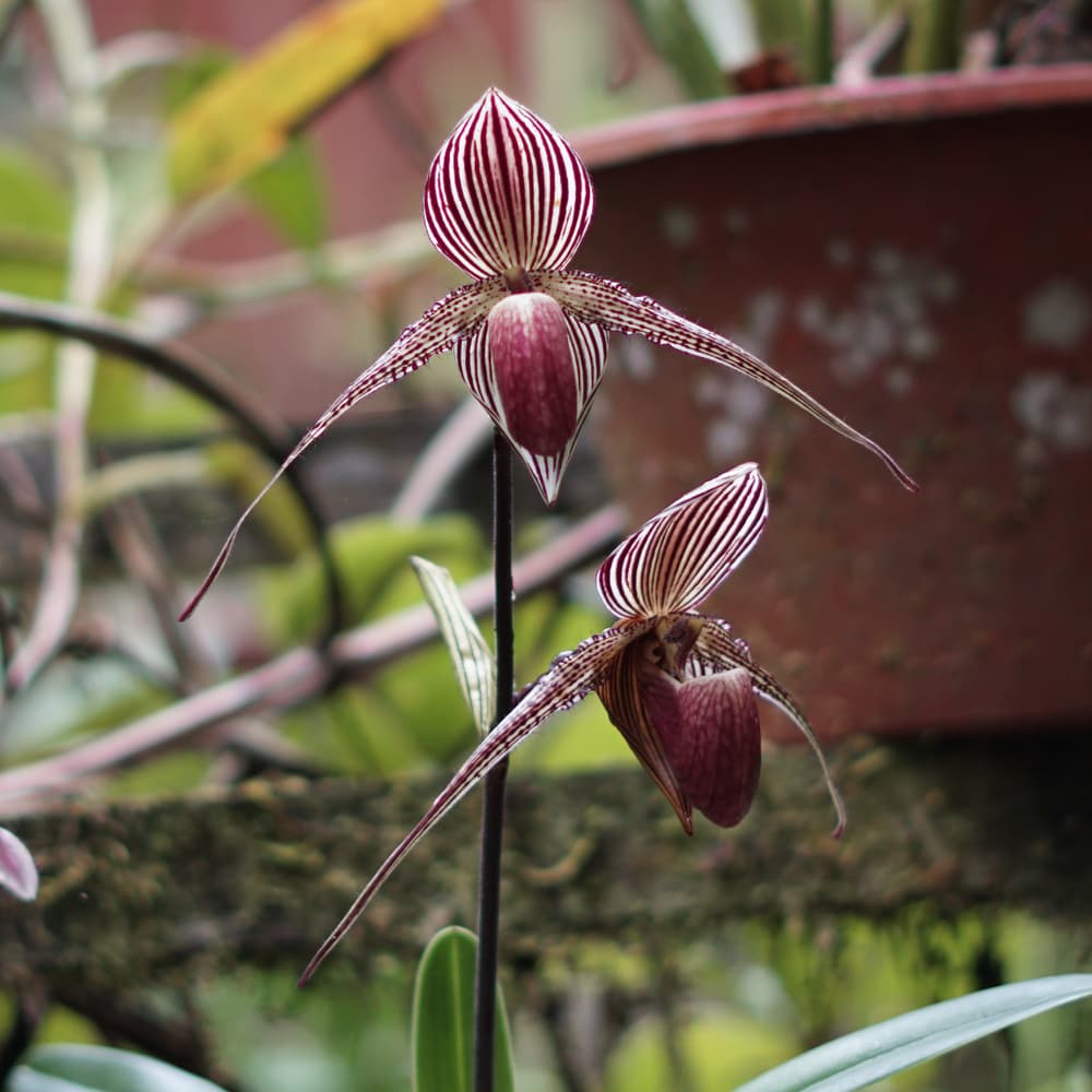 a  Rothschild’s Slipper Orchid in a protected nursery. Kinabalu National Park