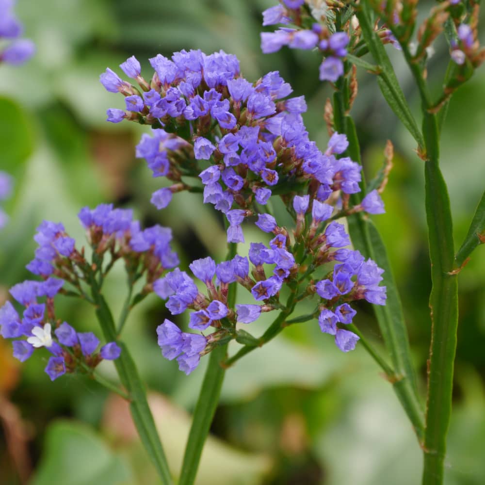 image of a purple Siempreviva de Guelgue