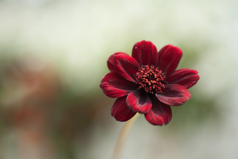 iamge of a single chocolate cosmos flower