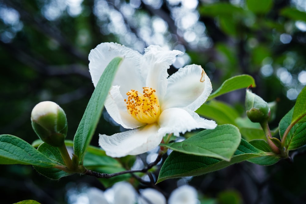 close up image of a flower from a Franklin tree