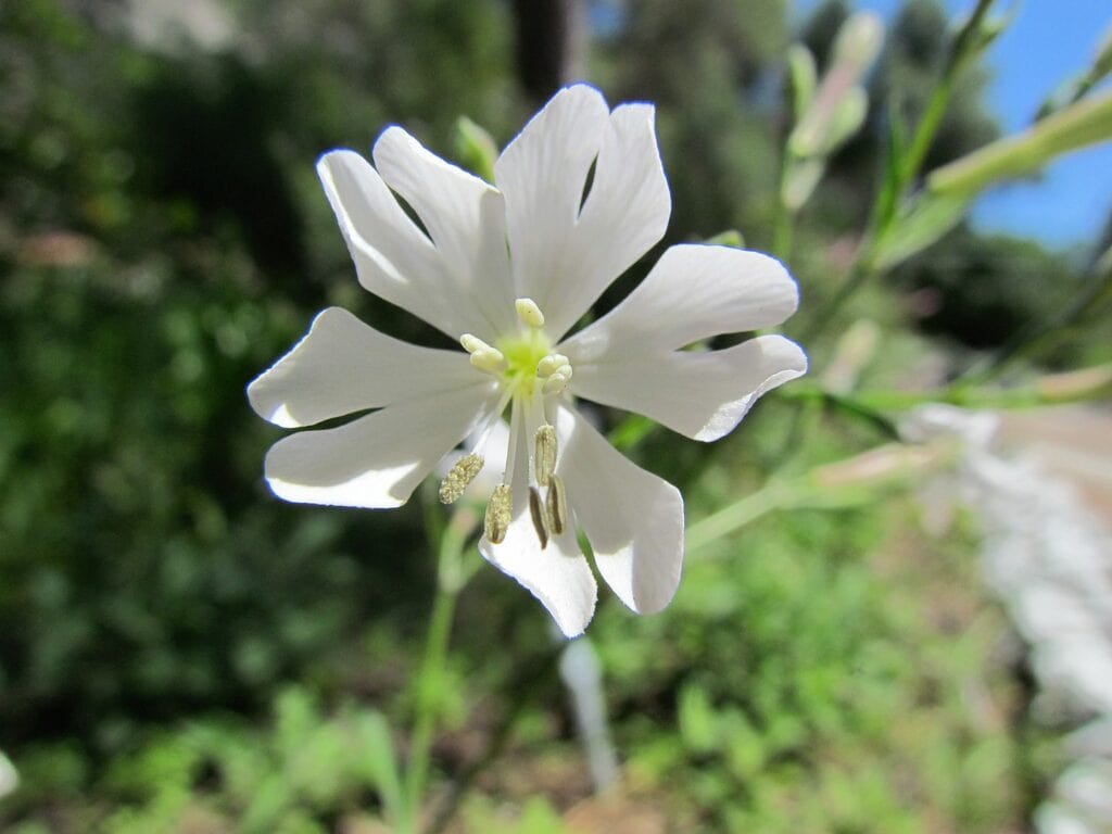 close up image of a Gibraltar campion
