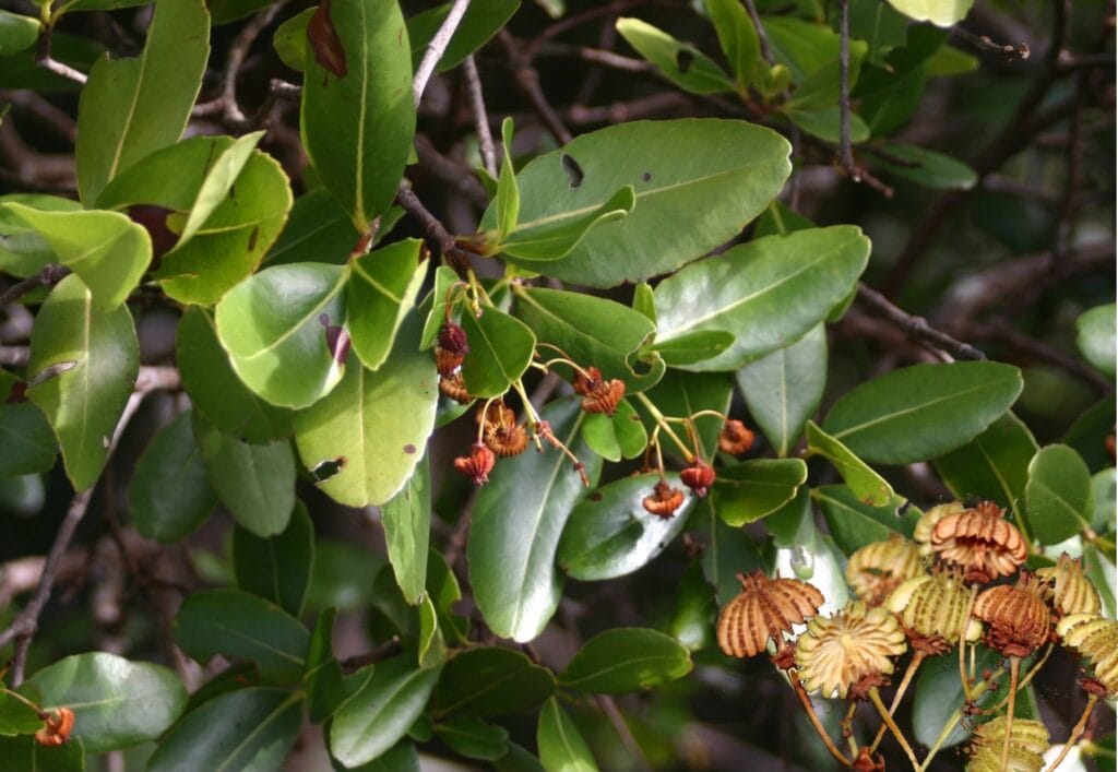 a jellyfish tree with fruits