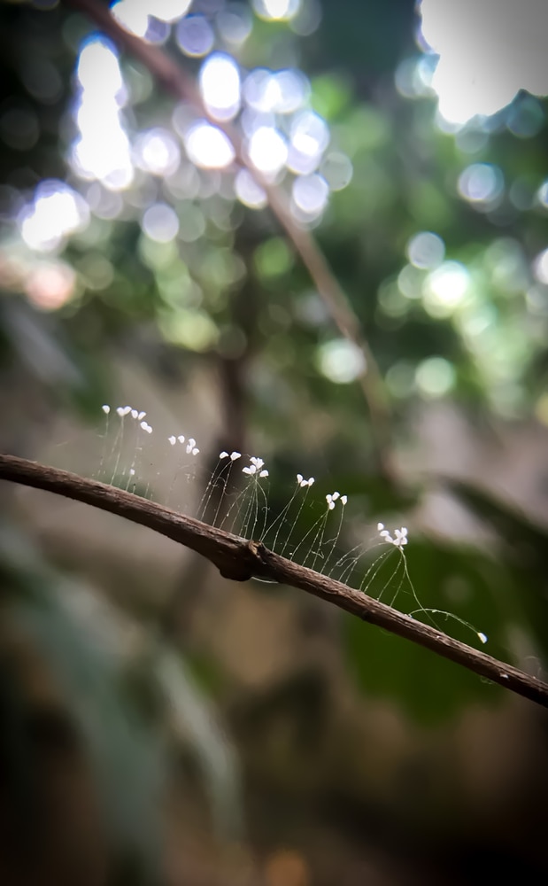 image of a rare flower - Youtan Poluo