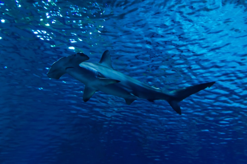 Scalloped Hammerheads on the surface of the ocean