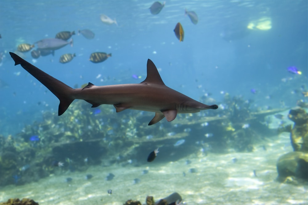 Scalloped Hammerhead with lots of fish swimming around it