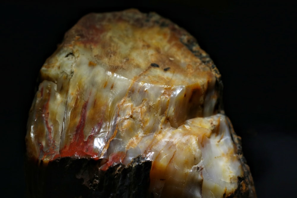 Opalized Wood Opal on black background