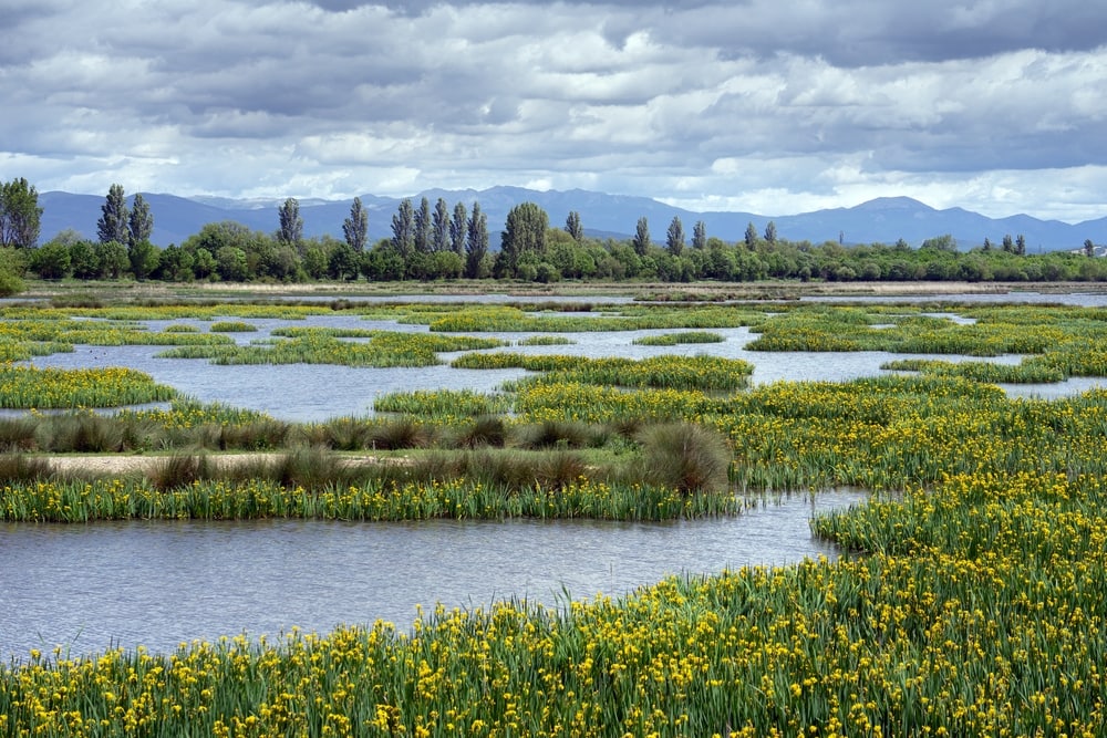 flowers blooming in Salburua wetland, Vitoria City