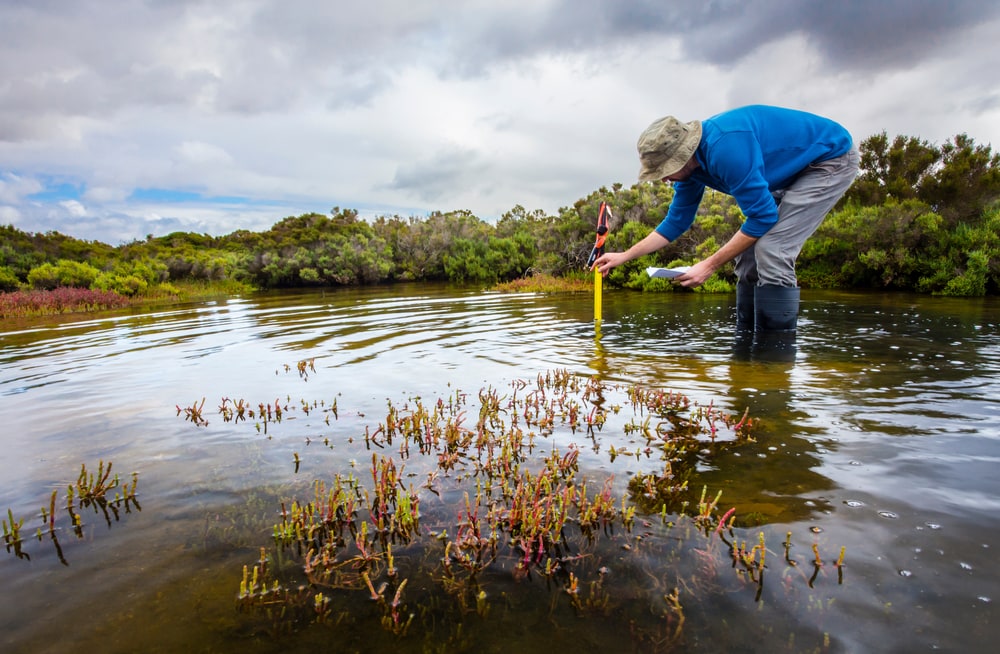 a scientist measuring the depth of a wetland