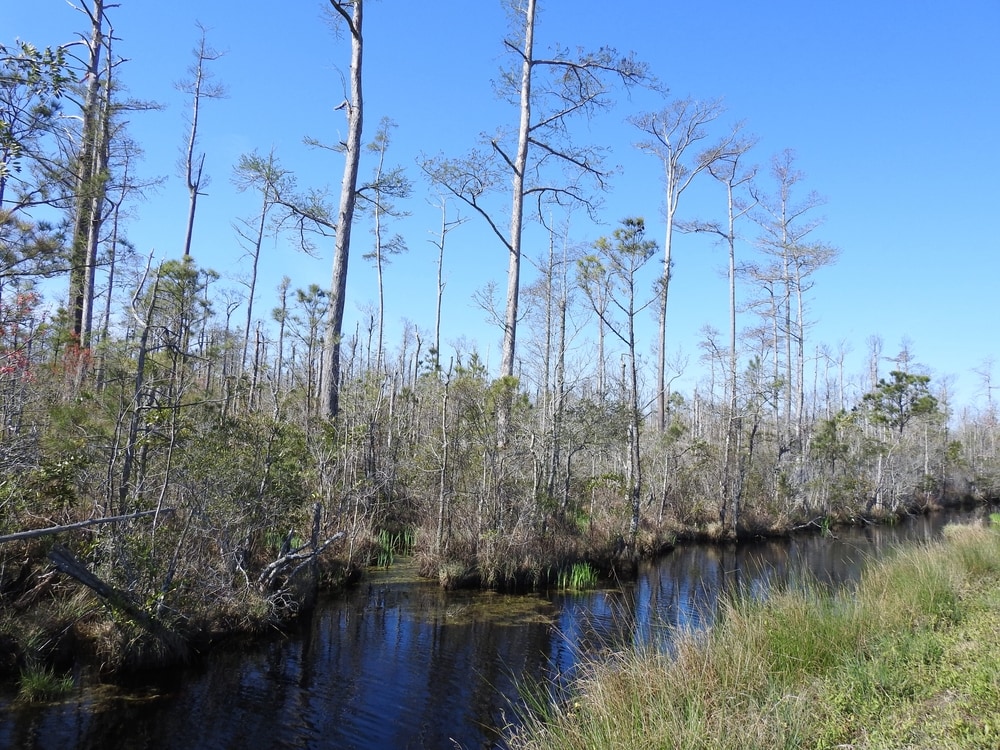 pocosin wetlands within the Alligator National Wildlife Refuge, North Carolina.