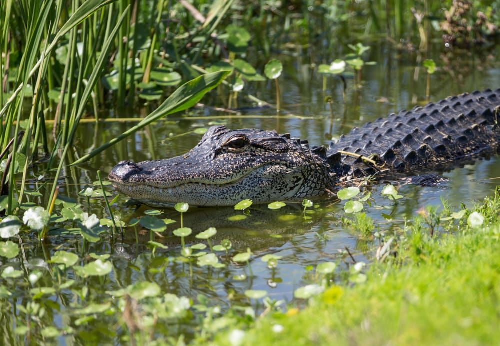 an alligator in a swamp