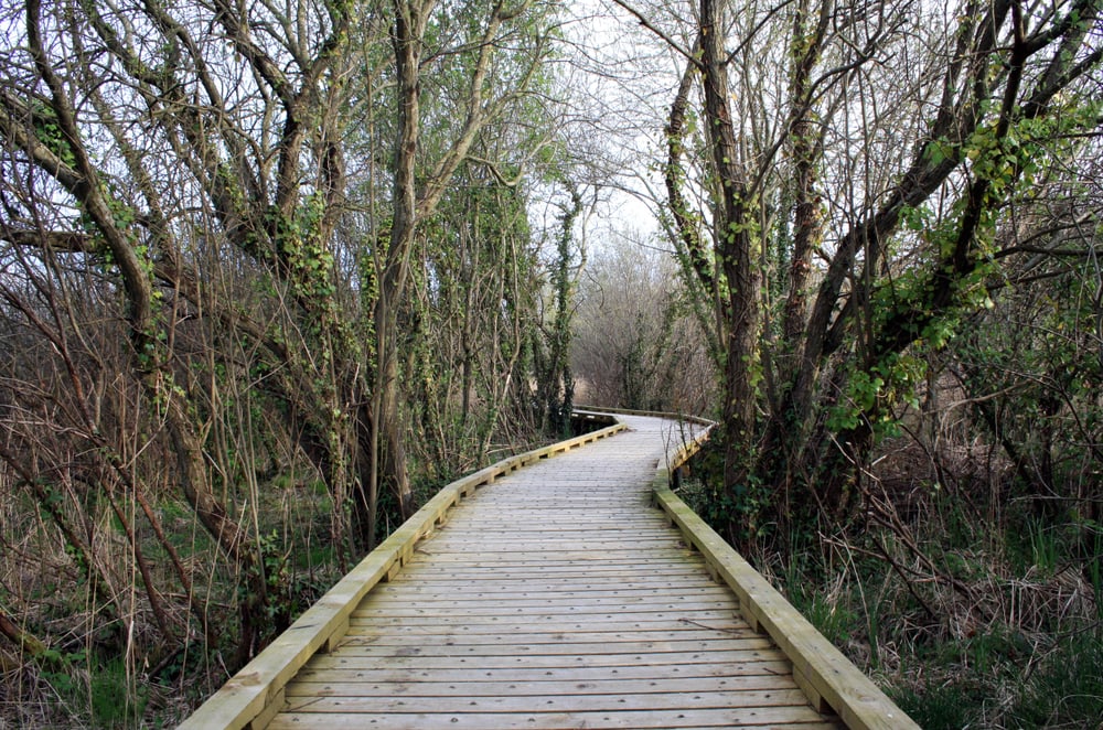 boardwalk at Pollardstown Fen