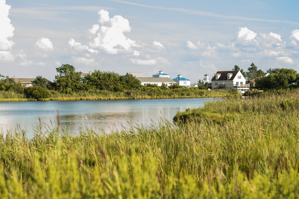 Summer afternoon in the Virginian coastal wetlands