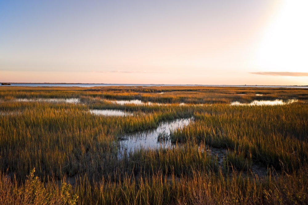 image of a marsh during sunset