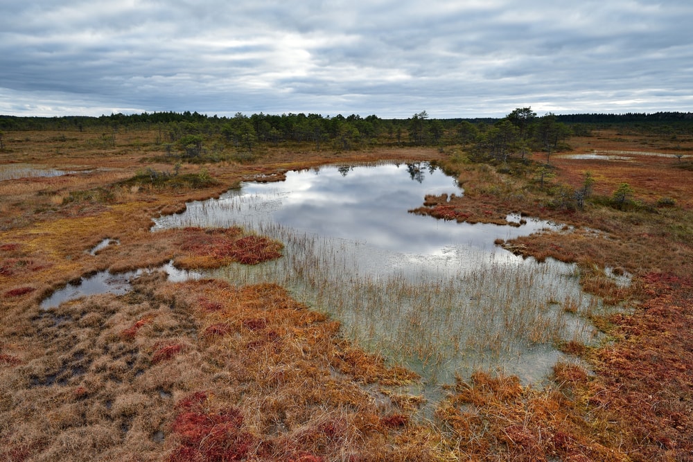 View of a Northern bog in the afternoon