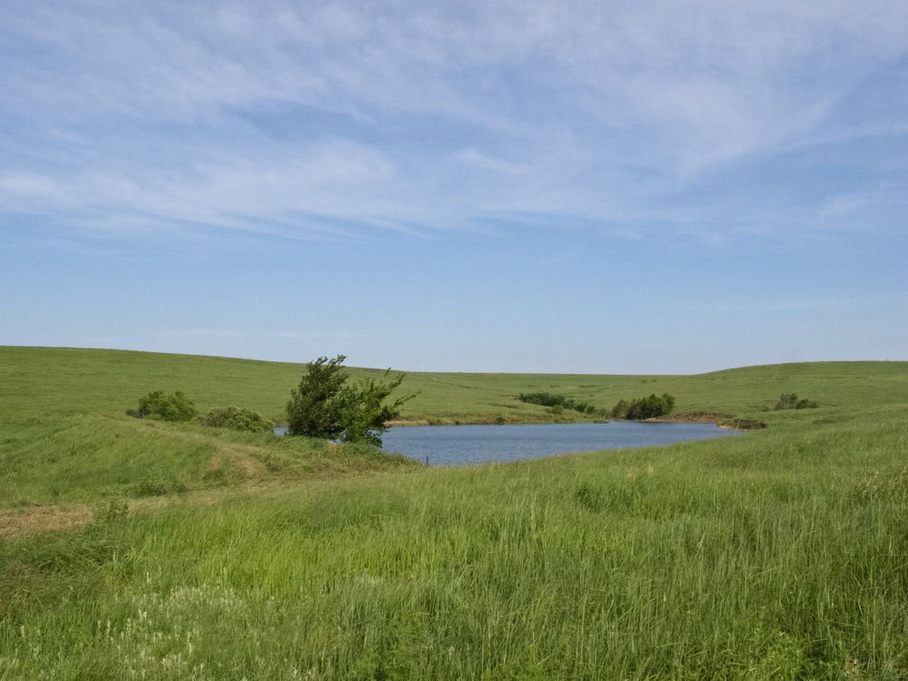 a prairie pothole in tall grass