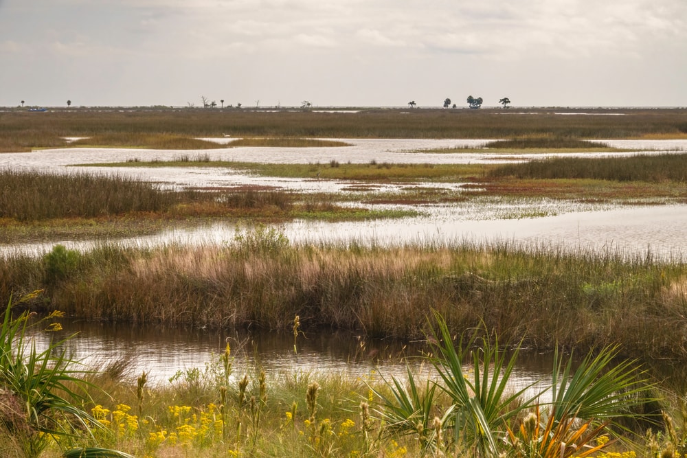 Saltwater marsh in autumn