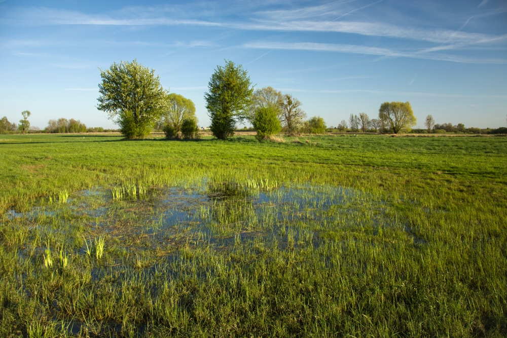 trees and grass on a wet meadow