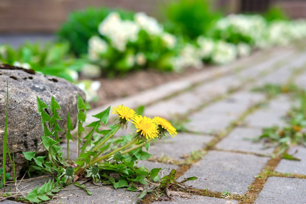 yellow dandelion weeds growing on the road cracks