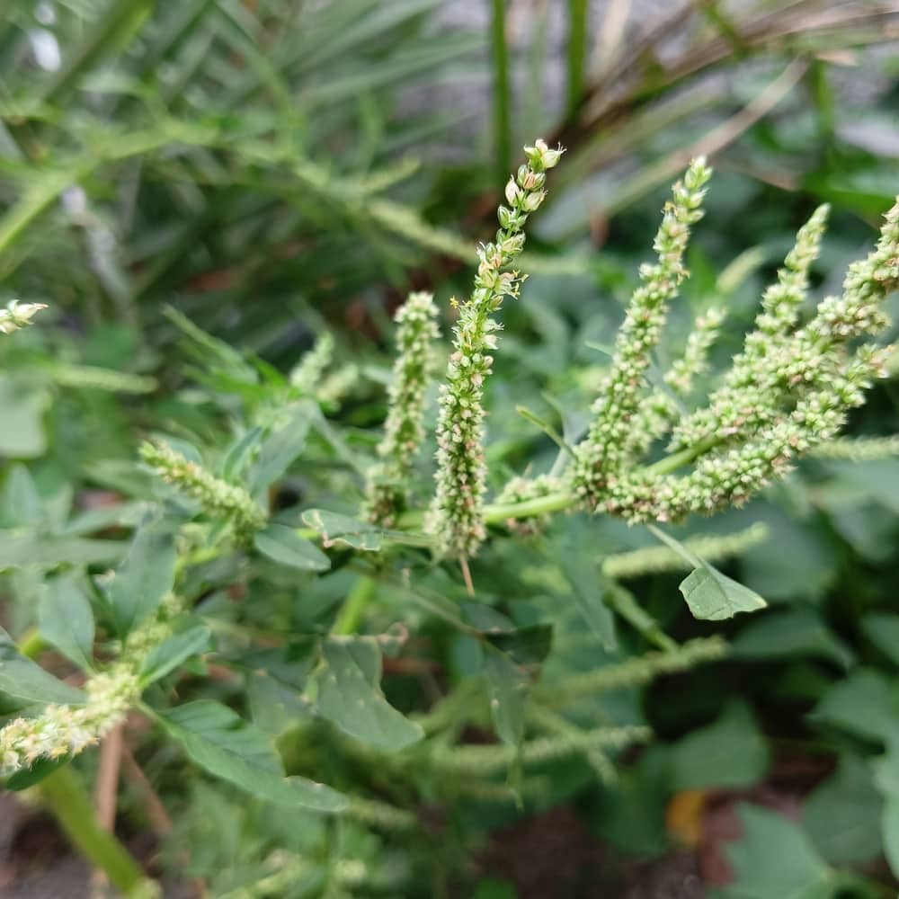 close up of the seeds of a Palmer's amaranth