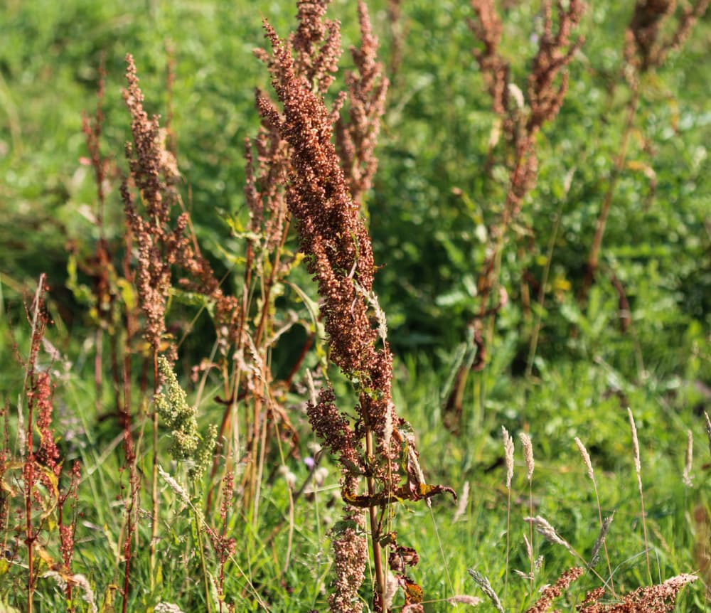image of a curly leaved dock