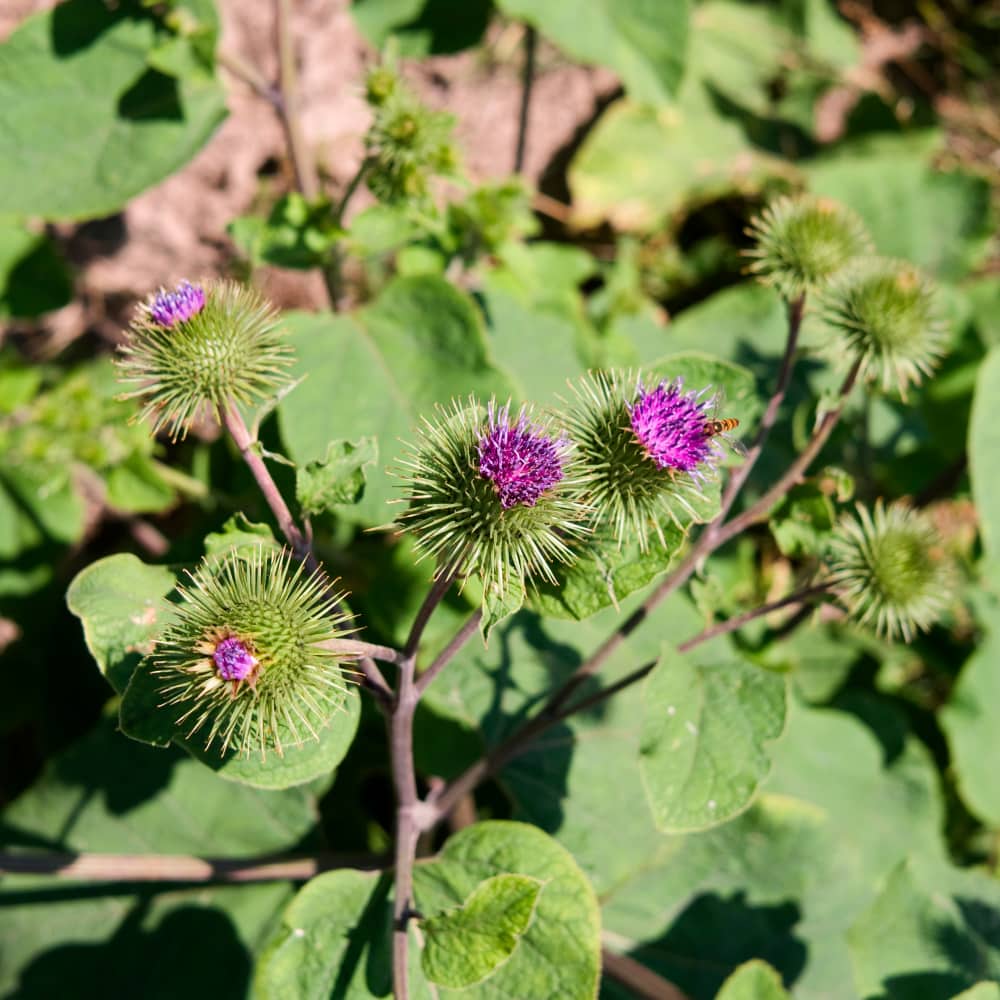 image of a burdock plant in bloom