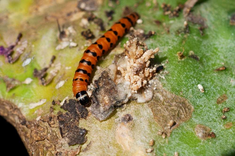A cactoblastis cactorum larvae on a prickly pear plant