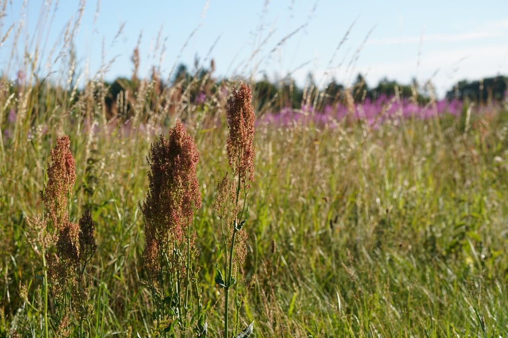 image of a broad leaved dock growing in the wild