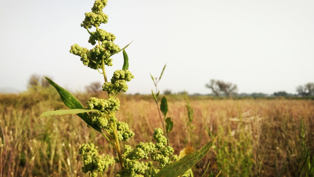 image of a fat hen  weed growing on a field
