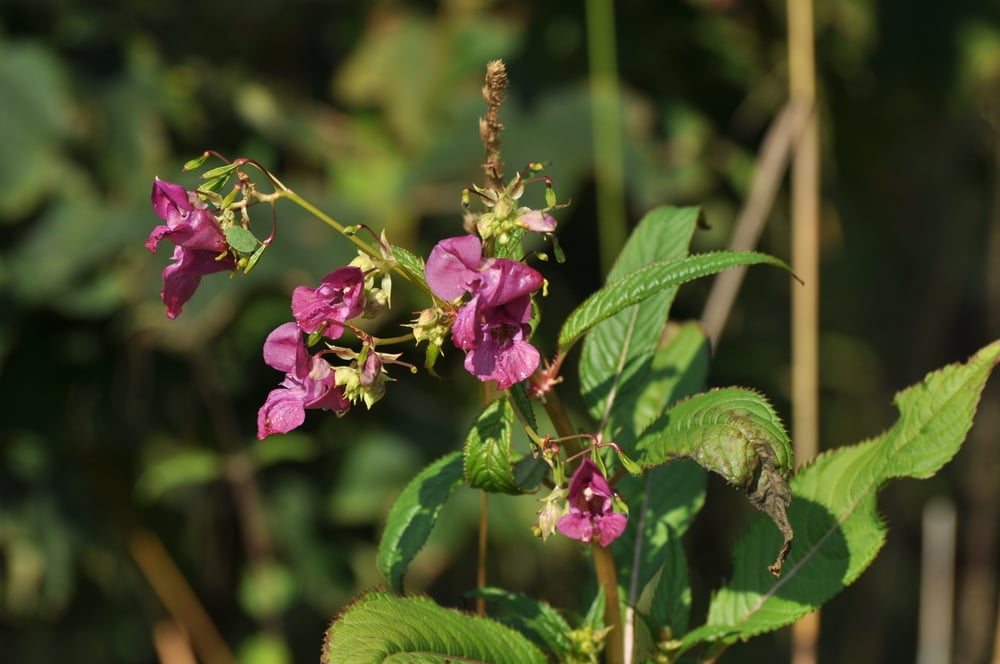 close up image of a Himalayan balsmam plant