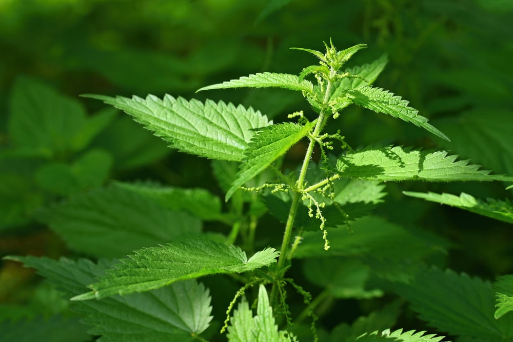 focused image of a stinging nettles leaves 