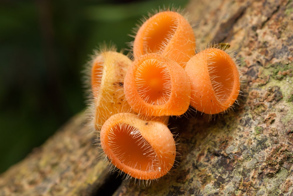 Mushroom growing on a trunk of a tree