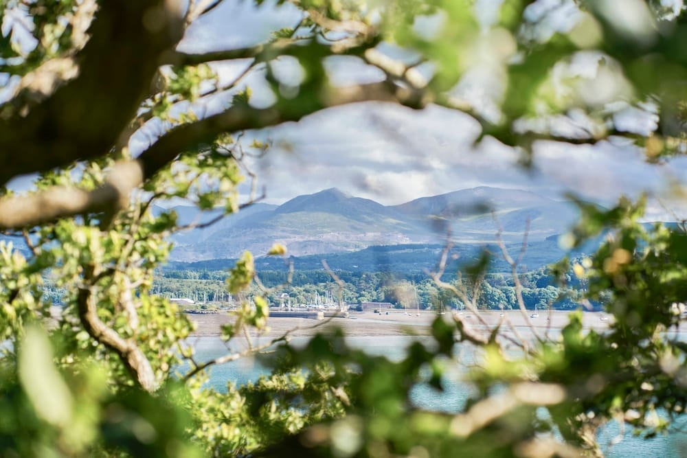Snowdonia Mushroom Foraging Tours in Wales, UK