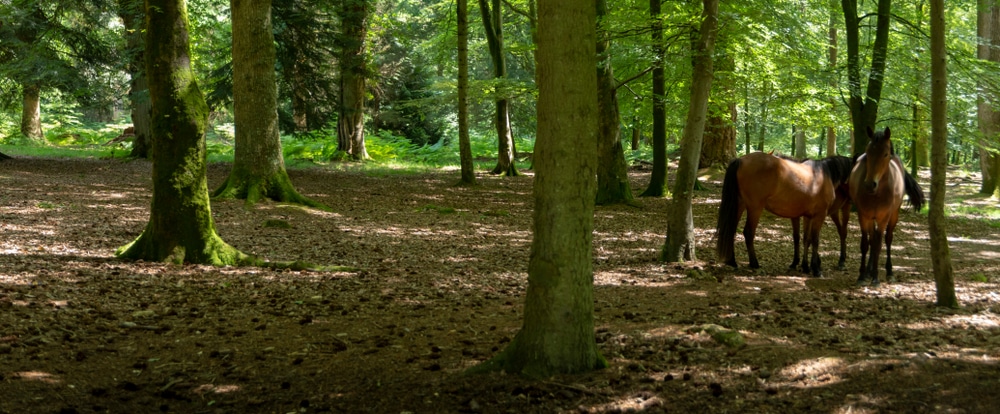 Two pony at The New Forest in UK