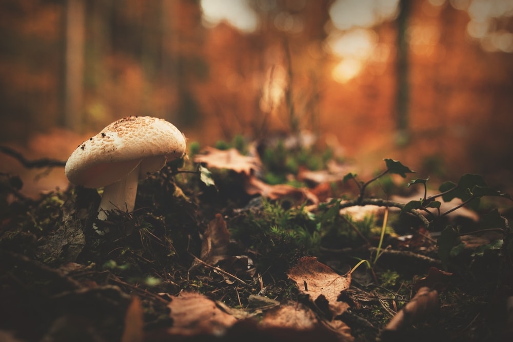Destroying angel mushroom shot during sunset