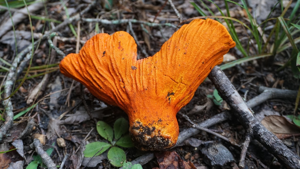 Lobster mushrooms in the middle of the forest