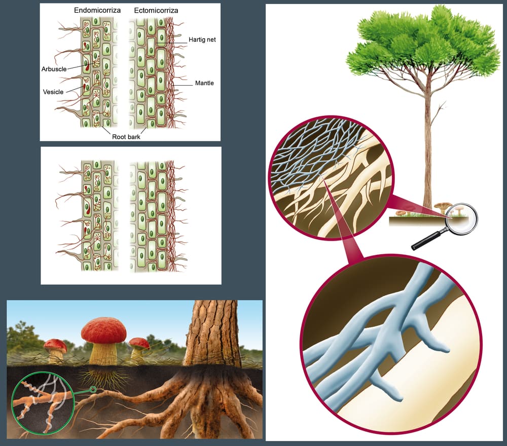 Illustration of the Symbiotic mycorrhizal for mushrooms