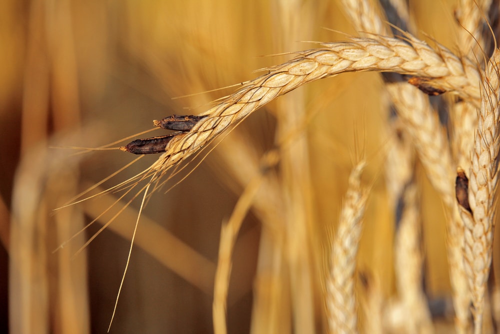 Ergot (Claviceps purpurea) inside a wheat